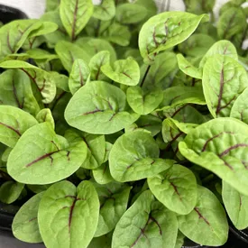 Микрозелень щавель красножильный